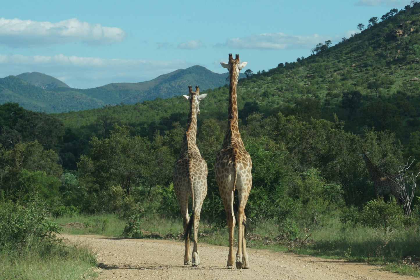 South Africa - Big Five Safari