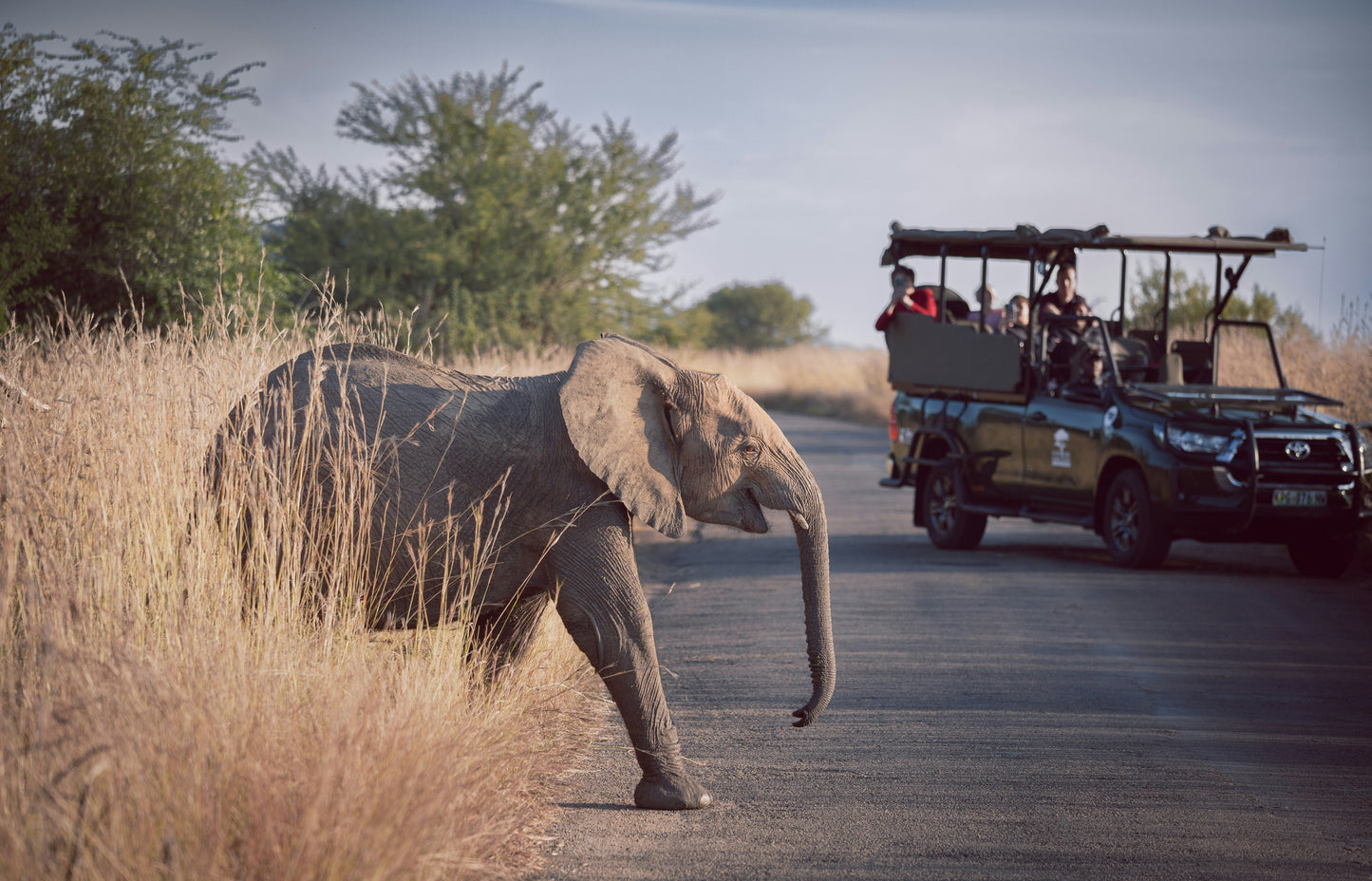 South Africa - Big Five Safari