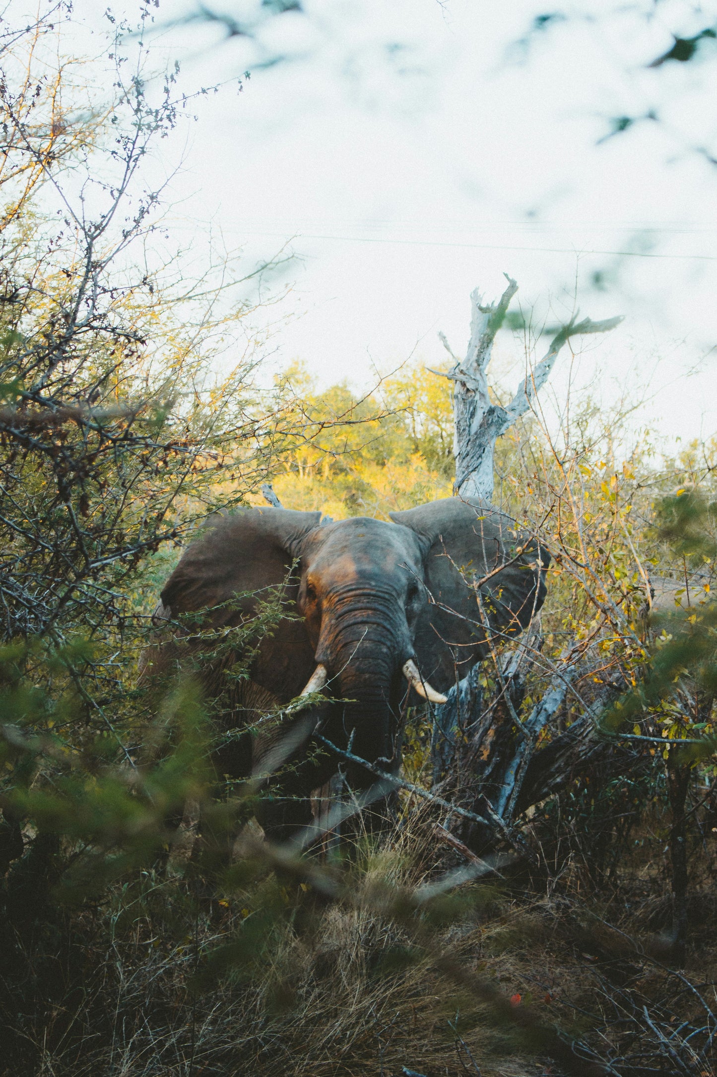 South Africa - Big Five Safari